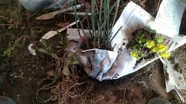 ЦВЕТЫ ПОЧТОЙ. ОТПРАВЛЯЮ ПОСЫЛКИ ПОКУПАТЕЛЯМ смотреть онлайн