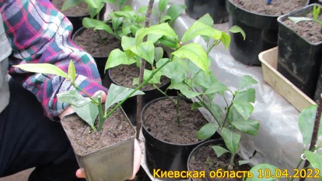 Початок цитрусового сезону 2022 смотреть онлайн