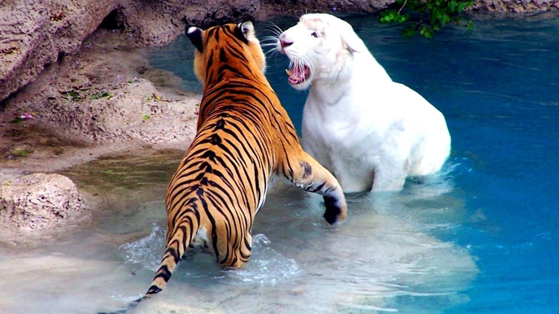 8K Video Ultra HD 240 FPS | Best Of Dolby Vision 8K 240fps Зоопарк Discovery Online