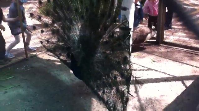 Брачные игры павлинов Кировоград 2 часть смотреть онлайн