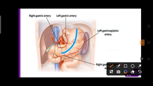 Tut 1, Arterial supply of GIT, Anatomy смотреть онлайн
