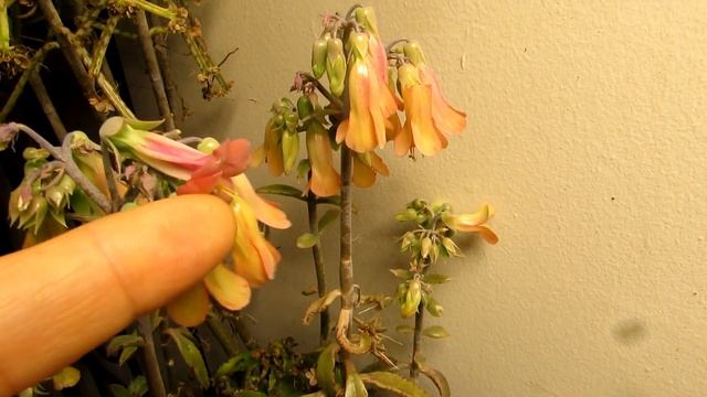 My Mother of Thousands Succulent Plants in Flower - Bryophyllum, Mexican Hat Plant, Alligator Plant смотреть онлайн