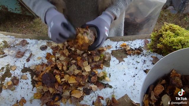 Шар флористический