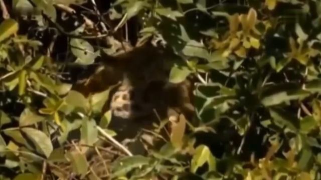 Леопард в дикой природе смотреть онлайн