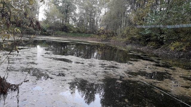 Как поймать Гольяна! Гольян на удочку на поплавок. Ловим живца. смотреть онлайн