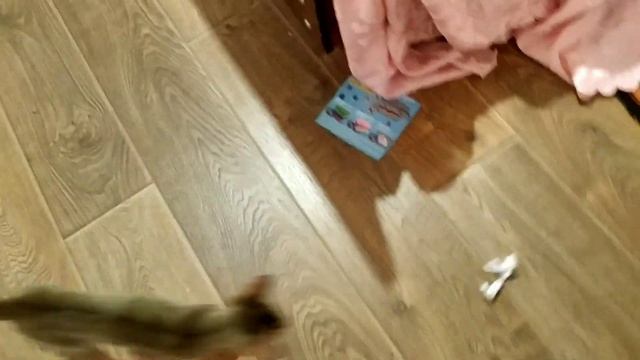 This is Stesha// My cat//Это Стеша// Она наша кошка смотреть онлайн