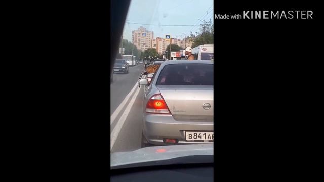 Иваново!)Побег тигра))) смотреть онлайн