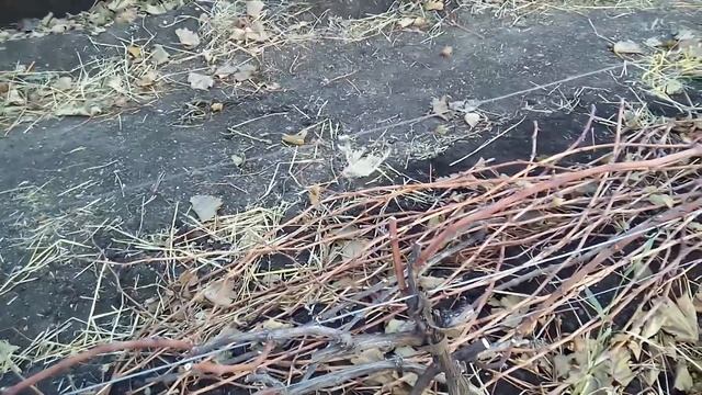 Осенняя обрезка винограда. Autumn. Pruning Grape Bushes.