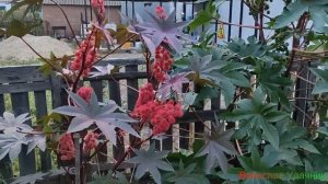 Клещевина обыкновенная!!!