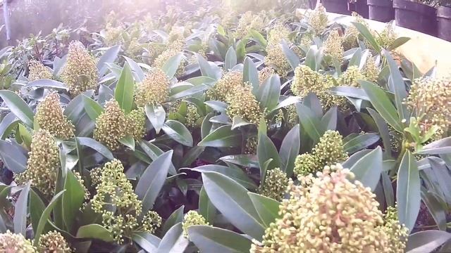Big Plant Nursery - Skimmia x confusa 'Kew Green' смотреть онлайн