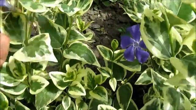 Барвинок белоокаймленный смотреть онлайн