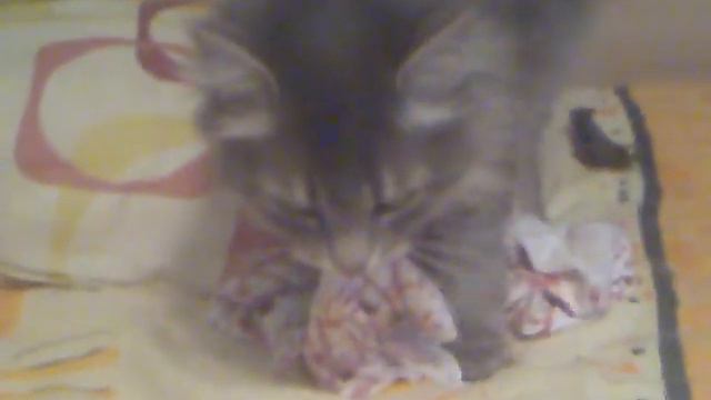 Моя кошка делает странные вещи... смотреть онлайн