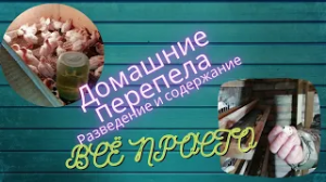Содержание и разведение перепелов, изготовление клеток и особенности их разведения.