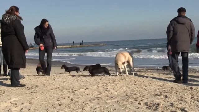 Таксы на прогулке (часть 5) смотреть онлайн