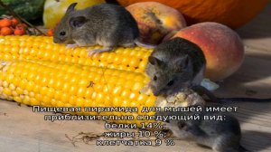 Питание домашних мышей