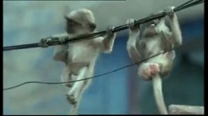 BBC. Ребятам о зверятах.flv