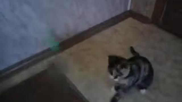 ДРЕССИРОВКА КОШКИ ДЖЕНИФЕР ДОМА