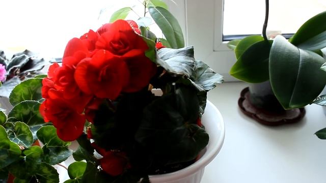 Обзор подоконника весной 2017г. [Надежда и Мир] смотреть онлайн