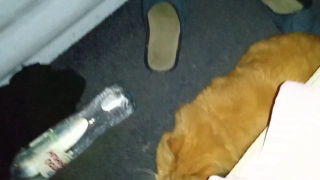 когда в семье папа очковая кобра смотреть онлайн