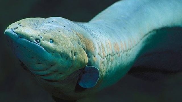 Никогда не думали об этом? Откуда у угря электричество, чтобы биться током под водой? Ответ прост! смотреть онлайн