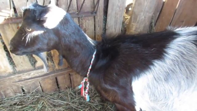 Коза в охоте: козел просто артист! смотреть онлайн