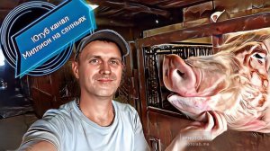 ОТКАЧКА ЩЕЛЕВЫХ ПОЛОВ В СВИНАРНИКЕ ‼️ЖДУ ОПОРОС СВИНОМАТОК Дюрок (магнус) И ПЬЕТРЕН (макстер) ‼️