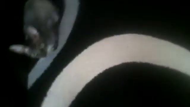 Злой кот смотреть онлайн