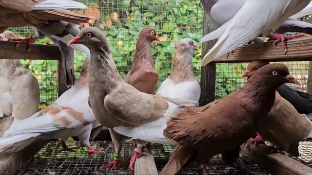 #голуби #иммиграция #сша Они не летят! Нет , они летят !))))) смотреть онлайн