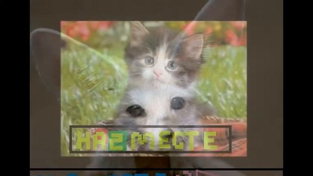 Топ 5 самых милых животных :з смотреть онлайн