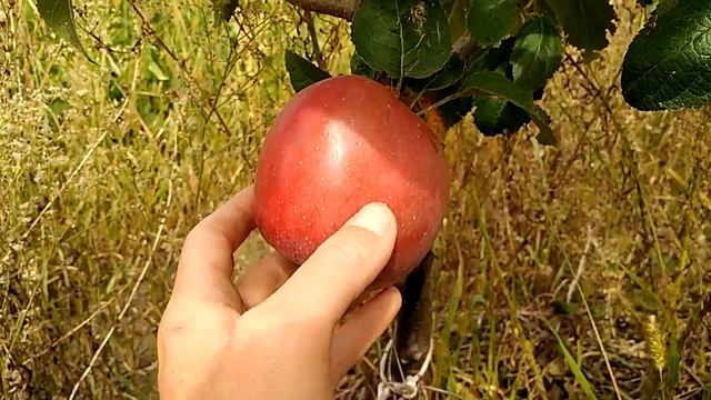 Сорт яблони Энтерпрайз смотреть онлайн