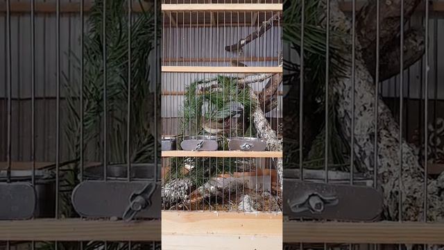Пеночка весничка в домашних условиях смотреть онлайн