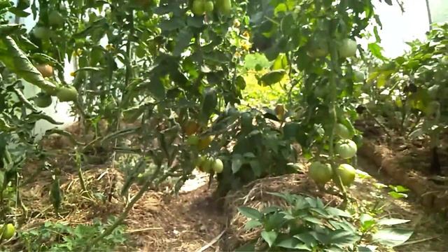 Помидоры растут сами по себе! Обзор на 15 июля