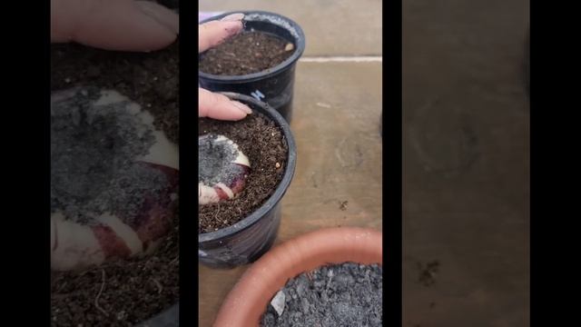 О размножении гиацинтов методом вырезания донца