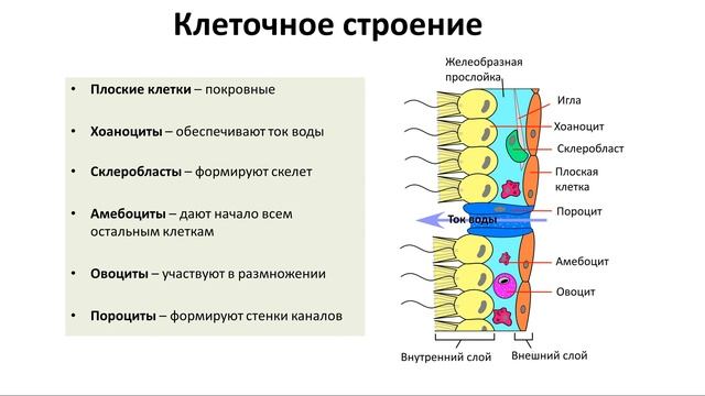 4. Тип Губки (7 класс) - биология, подготовка к ЕГЭ и ОГЭ 2019 смотреть онлайн