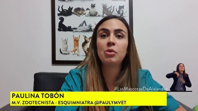 ¿Los Perros Ven En Blanco Y Negro? Aprenda Más De Los Sentidos De Su Mascota