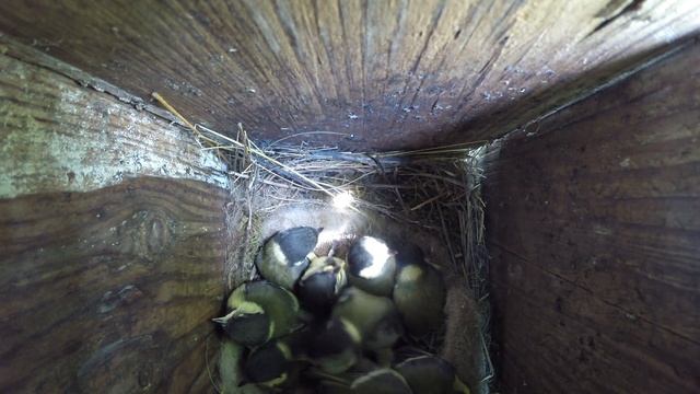 Синица большая №150603 3 скворечник в школьном саду 2015 06 07 12 смотреть онлайн