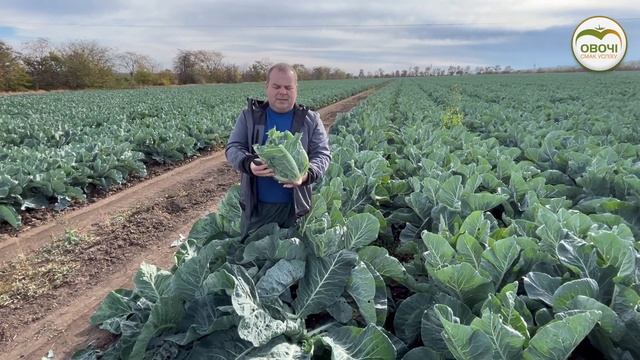 Цвітна капуста на Одещині. Результати 2023р. | Овочі.Смак успіху смотреть онлайн