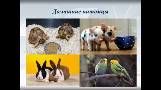 Домашние животные смотреть онлайн