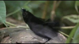 Загадочная птица 🐦 птицы 😍