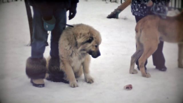 Знакомство Кавказской и Среднеазиатской овчарки (САО и КО) смотреть онлайн