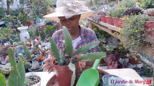 Cactus de navidad, Orquídea y de Pascua | Trasplante -Cuidados |El jardín de Mary🌺 #36 смотреть онлайн