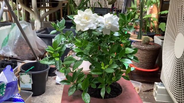 GARDENIA AUGUSTA GARDEN PEARL