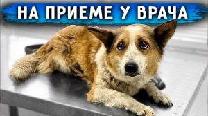 Старушка Боня с участка наконец проходит обследование. у нее Грыжа и много болезней. Нужна операция.