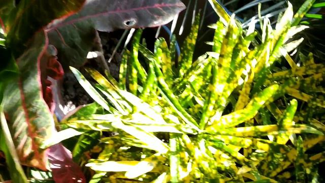 क्रोटोन ...How to care Croton plant. смотреть онлайн