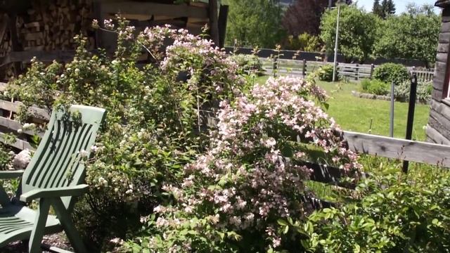 Der Perlmuttstrauch - Kolkwitzia amabilis смотреть онлайн