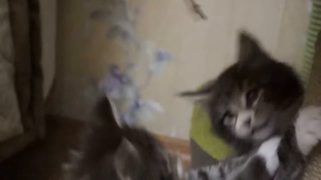 Тимати играется, питомник LionArt смотреть онлайн