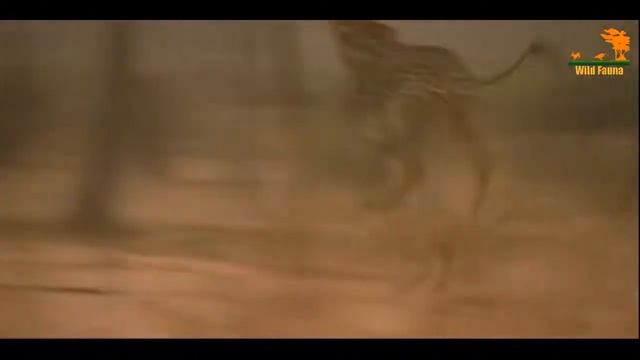 Лев противостояние хищных кланов, битва прайда за трриторию,животные кто сильнее смотреть онлайн