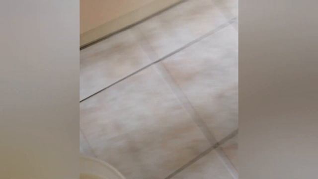 Щенок лабрадора смотреть онлайн
