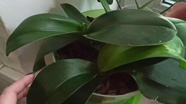 А ведь это не цветонос😯🌱 смотреть онлайн