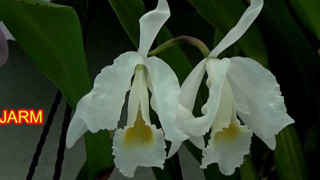 Cattleya Trianae. каттлея трйана смотреть онлайн